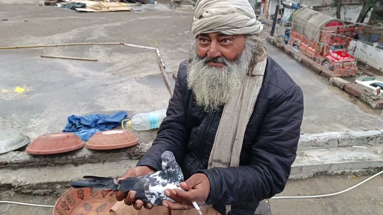 🕊Aj Chat Per Murshad Saab Kabutar Ka Shok Karna ka Laya Aya 🕊