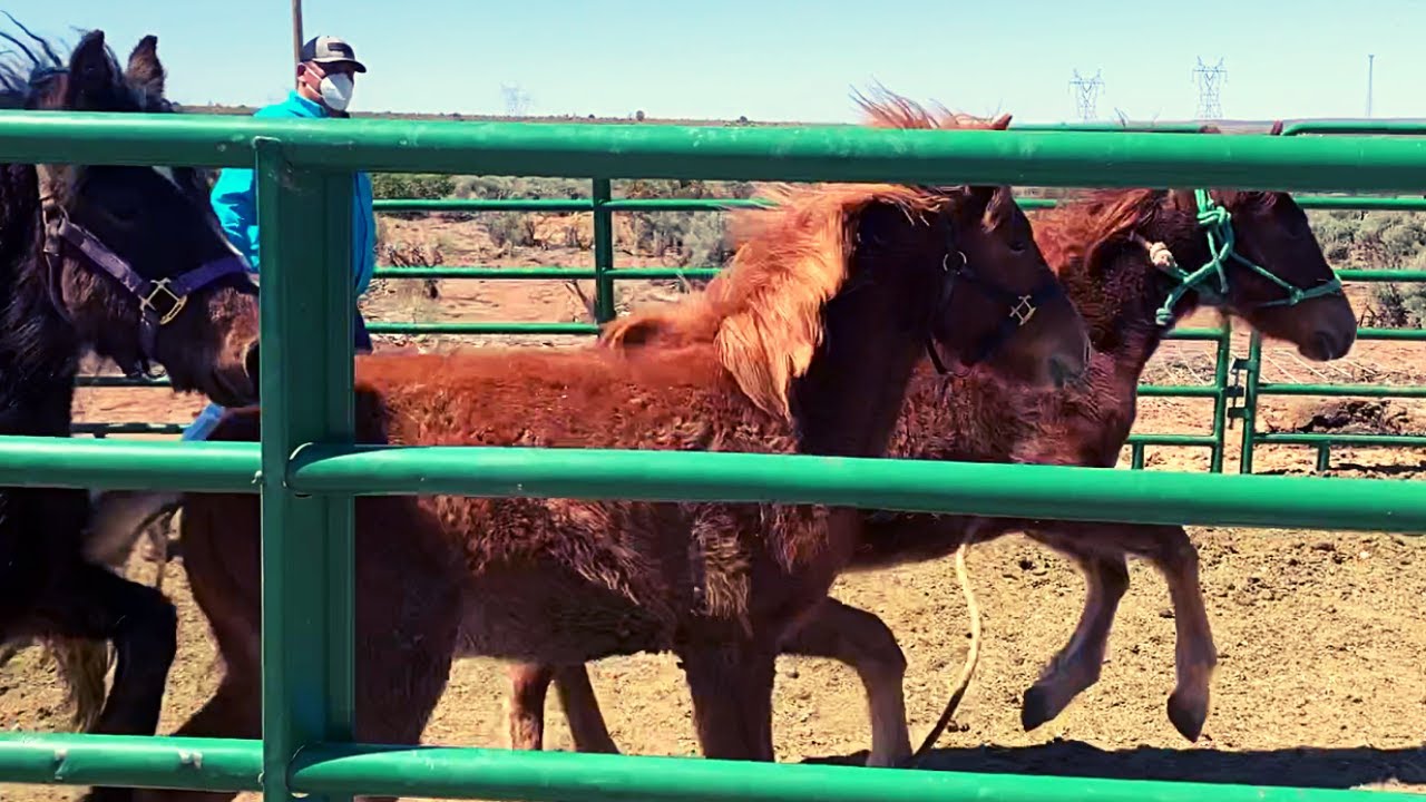 BUYING HORSES ON THE NAVAJO RESERVATION