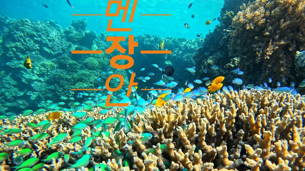 [바다 탐험] 발리, 멘장안 바다, 이 쯤 되면 세계 스노클링 명소 몇 위?? #멘장안 #발리 #스노클링 #Menjangan #Bali