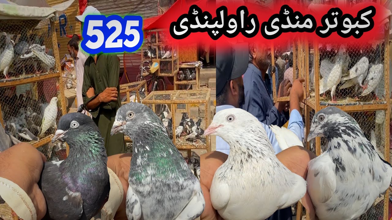 525 | Juma Bazar Kabootar Mandi Rawalpindi | Today Latest Update High Flyer Pigeon Price 25/7/2025