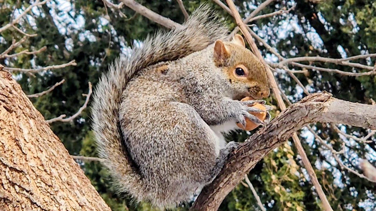 A Squirrel's Gotta Eat
