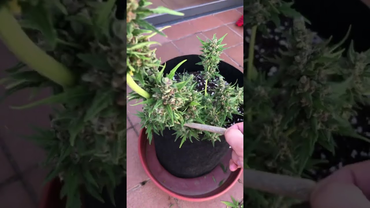 59 день автоцветам, подготовка к срезке #урожаймарихуаны #weedharvest #joint #raw #trichomes