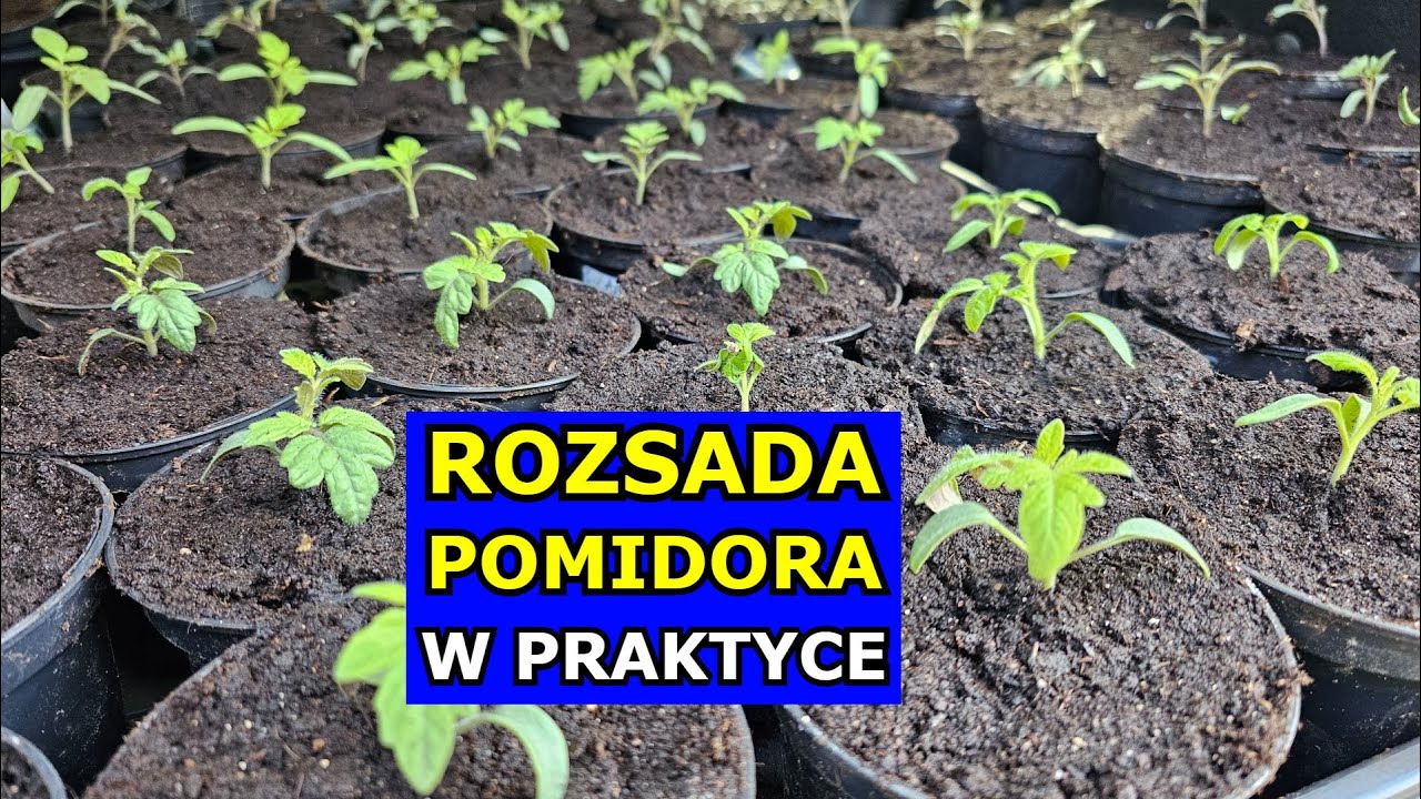 Rozsada Pomidorów W PRAKTYCE. Jak i kiedy siać Pomidory na Rozsadę. Siew Pikowanie Nawożenie Uprawa.