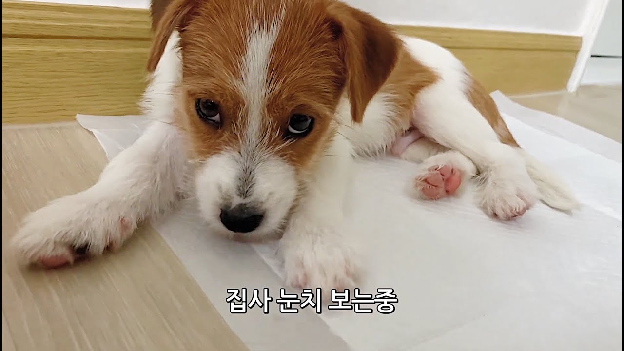 포리테일 EP.2 | 억울미 유기견 포리의 새집 적응기 | 잭러셀테리어 포인핸드 유기견입양