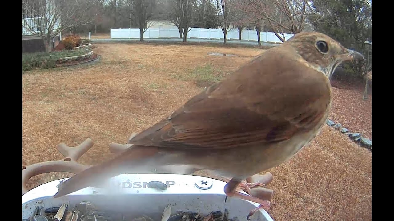 Action at the Bird Feeder