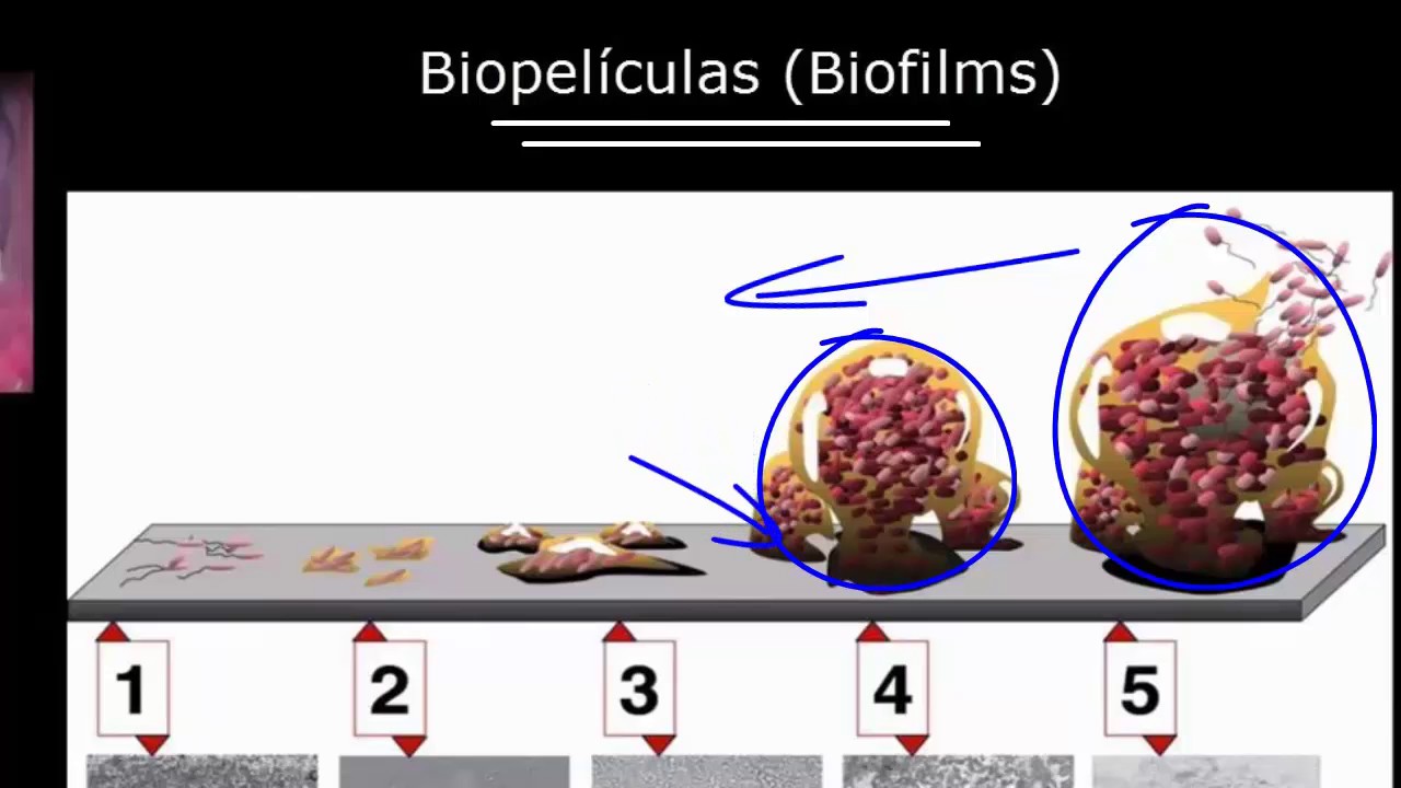 Factores bi&oacute;ticos y abi&oacute;ticos | Ecolog&iacute;a | Biolog&iacute;a | Khan Academy en Espa&ntilde;ol