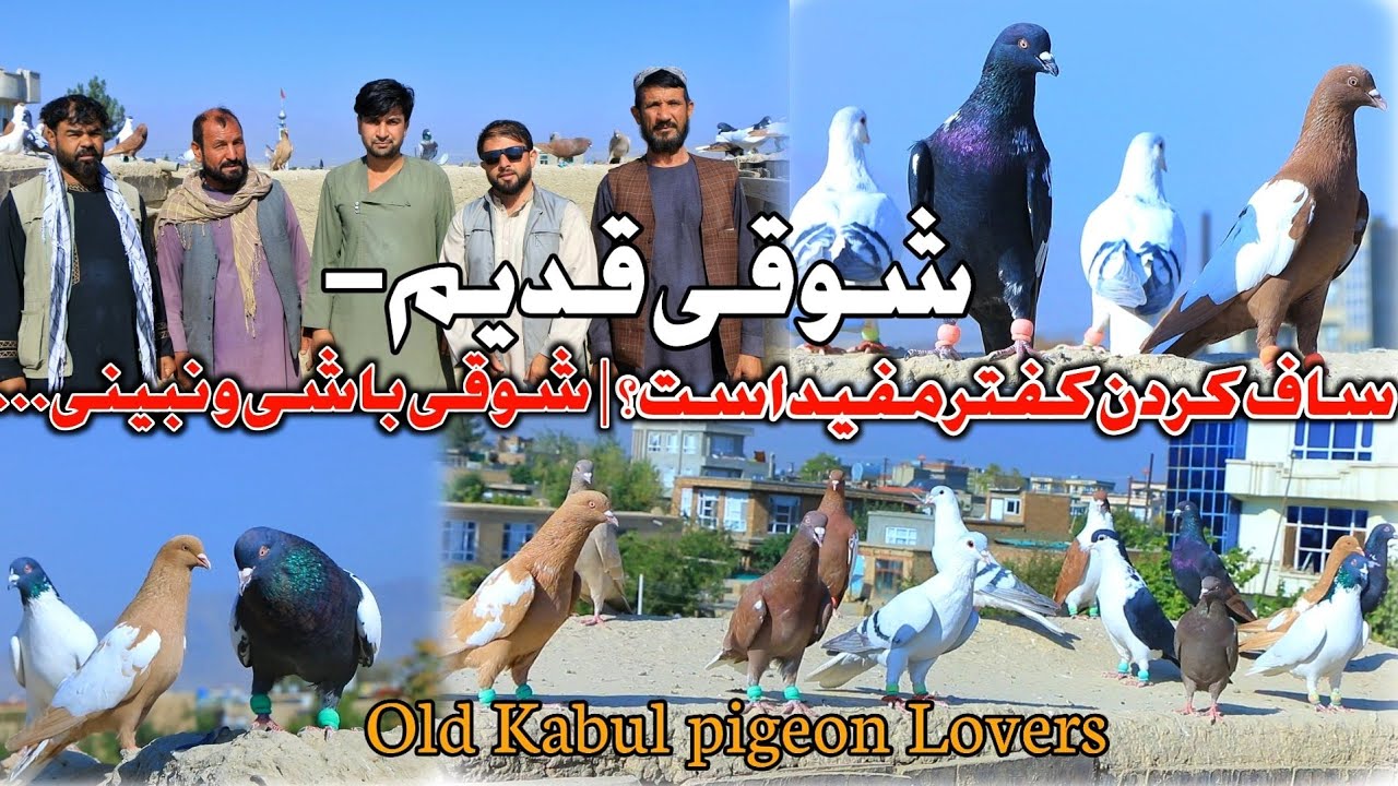شوقی قدیم- ساف کردن کفتر مفید است یا خیر؟ | Old Kabul pigeon lovers | ساده و پیاده ببین و شوق کو