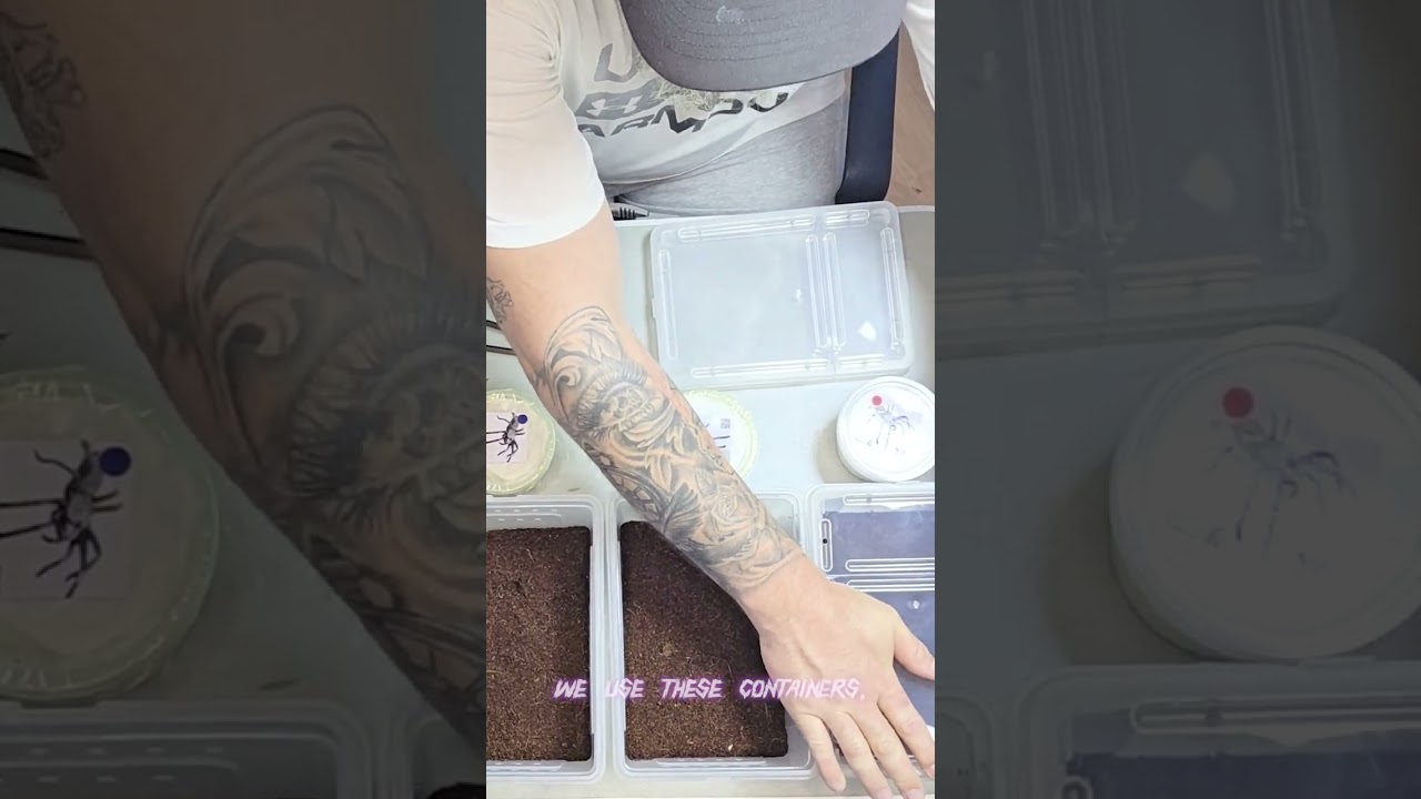 Unboxing some new tarantulas at the facility. 
