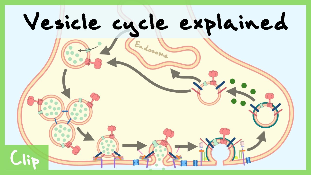 Vesicle Cycle Explained (& Clathrin-Mediated Endocytosis) | Clip