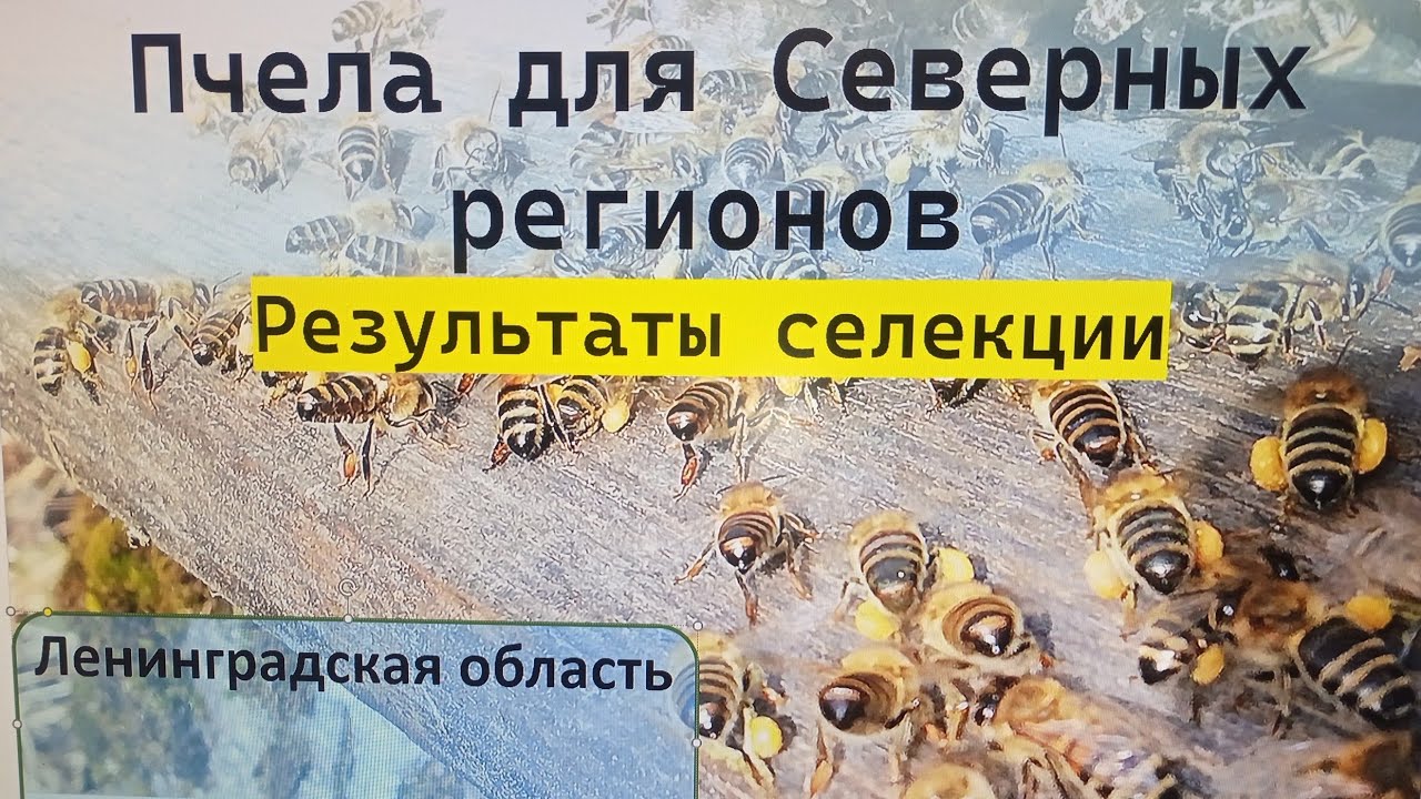 Что нам дала селекция? И чем нас пугали в начале пути