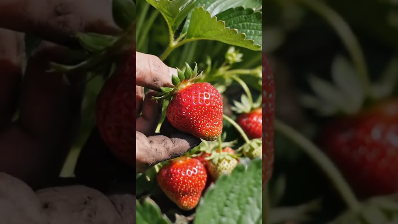 Fresh Strawberry Harvest 🍓 | Ultra HD Nature Farming Documentary