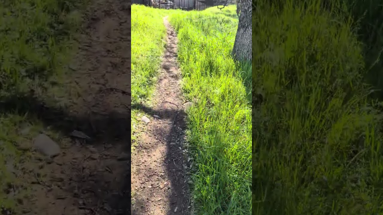 Sierra Foothills Spring Walk: Rhythmic Footsteps & Oak Trees
