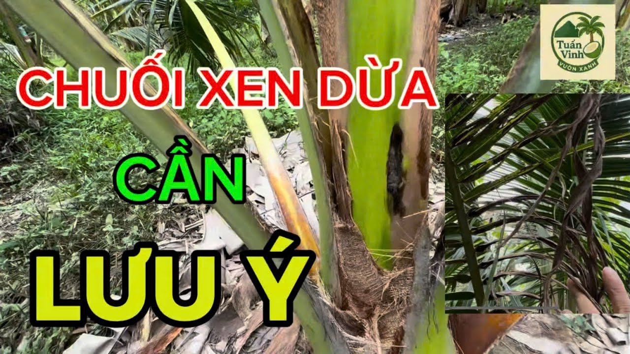 #5 | LƯU Ý KHI TRỒNG XEN CHUỐI TRONG VƯỜN DỪA P.1 | TUẤN VINH VƯỜN XANH