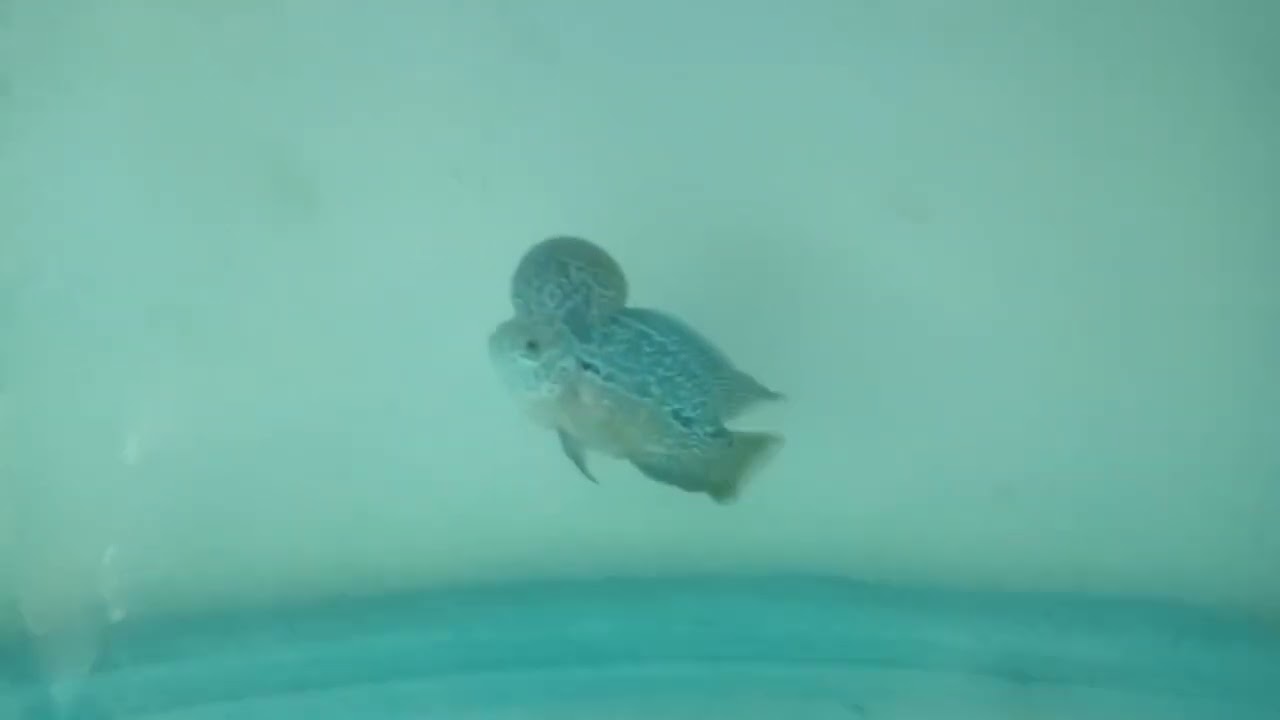 Zhen Zhu Monster Big Kok Flowerhorn Fish 2025