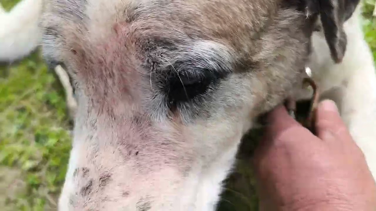 Le pongo los hierros al mastín Congo, mirar mirar