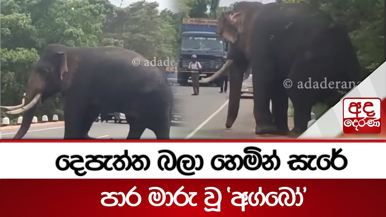 දෙපැත්ත බලා හෙමින් සැරේ පාර මාරු වූ 'අග්බෝ'