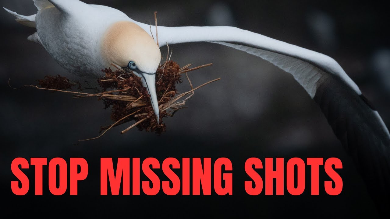 HOW TO PHOTOGRAPH BIRDS IN FLIGHT! (Tips for perfect shots every time)