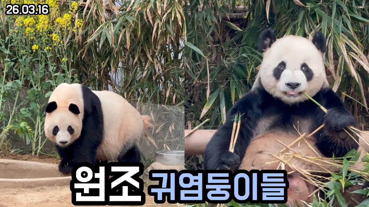 26.03.16 판월의 엄빠 점심시간🥰❤️