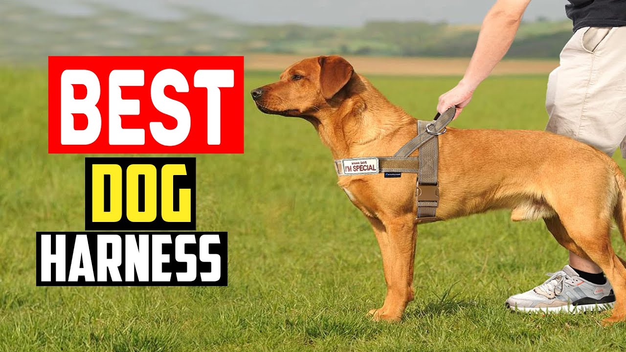 ✅Top 5 Best Dog Harness For Running in 2025