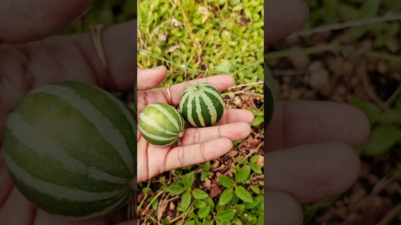 Comment this fruit name🤩🤩 is it mini watermelon???|#shorts|#satisfying|#fruits