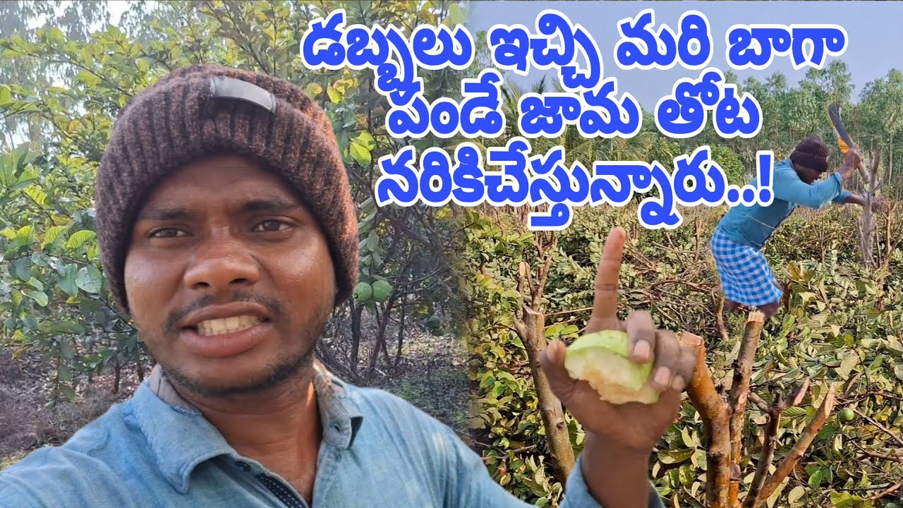 ఈ రోజు జామచెట్టు కటింగ్ చేయడానికి పనికి వేళ్ళను | జామపండు చాలా వున్నాయి..! Village gayathri vlogs