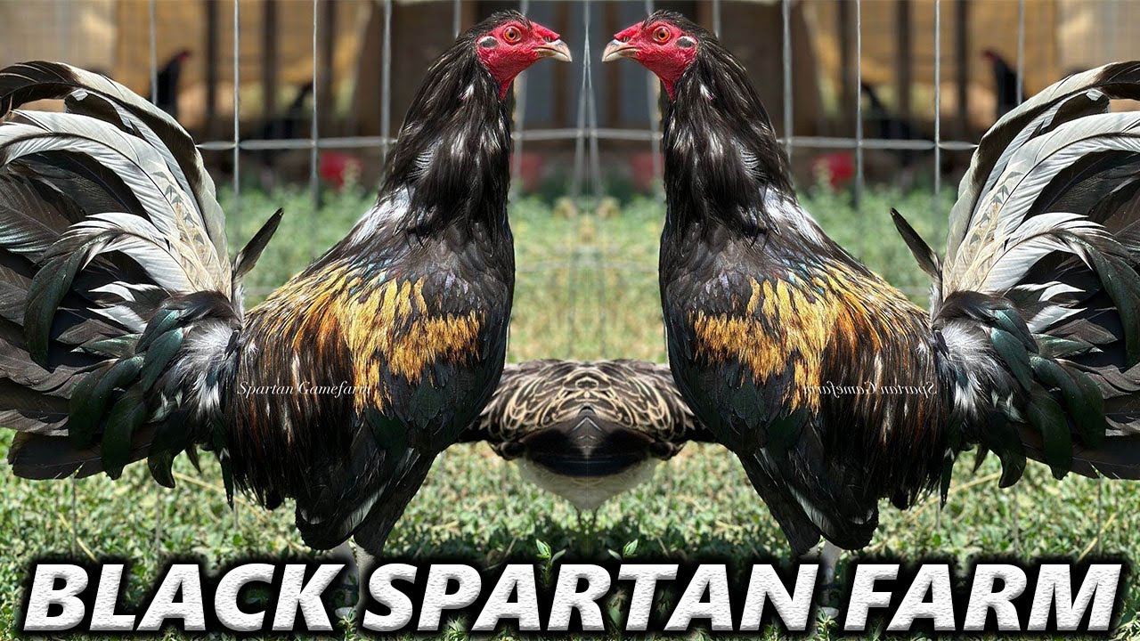 Beautiful Black Brassback Butcher Blue Grey SPARTAN Farm in California