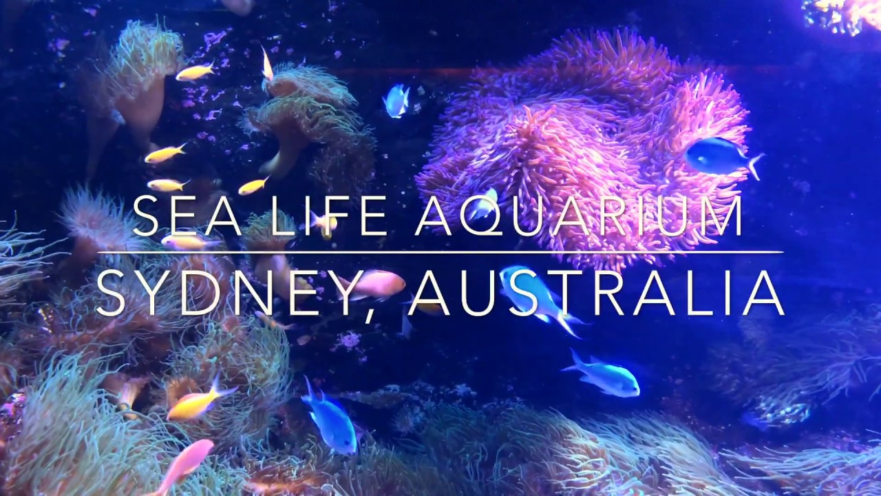 Sea Life Aquarium, Sydney Australia