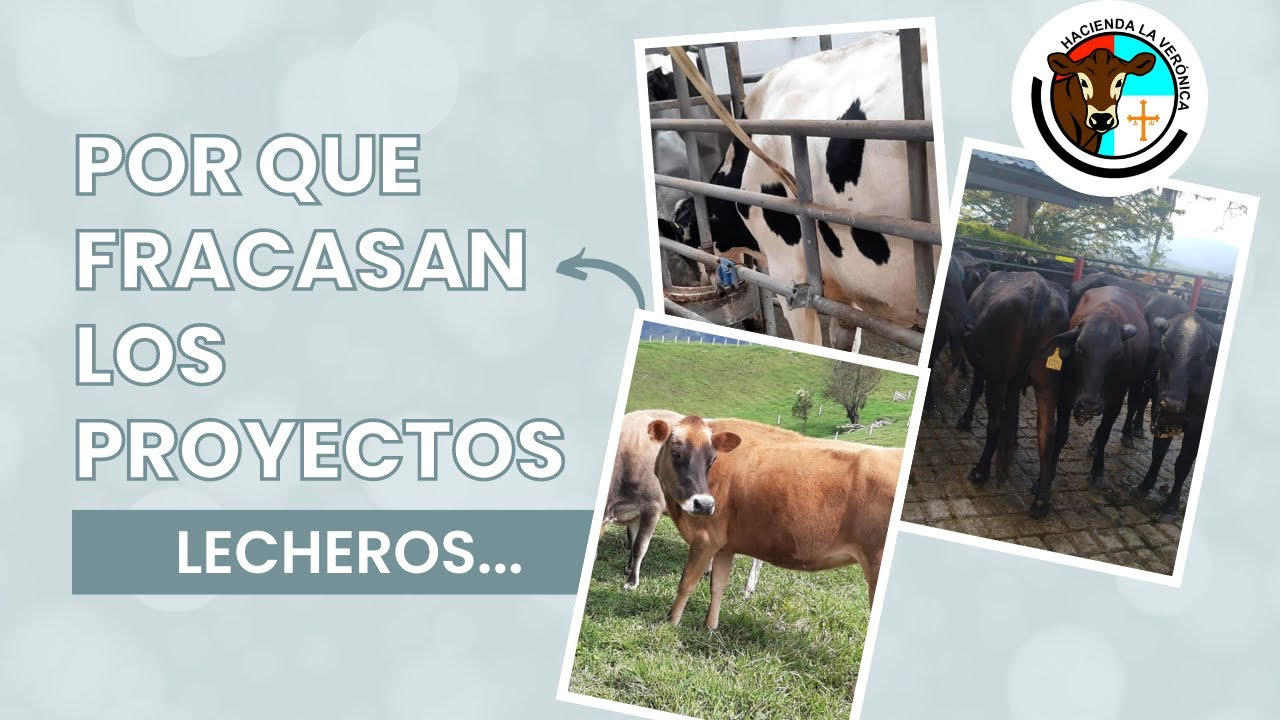 POR QUE FRACASAN LOS PROYECTOS LECHEROS