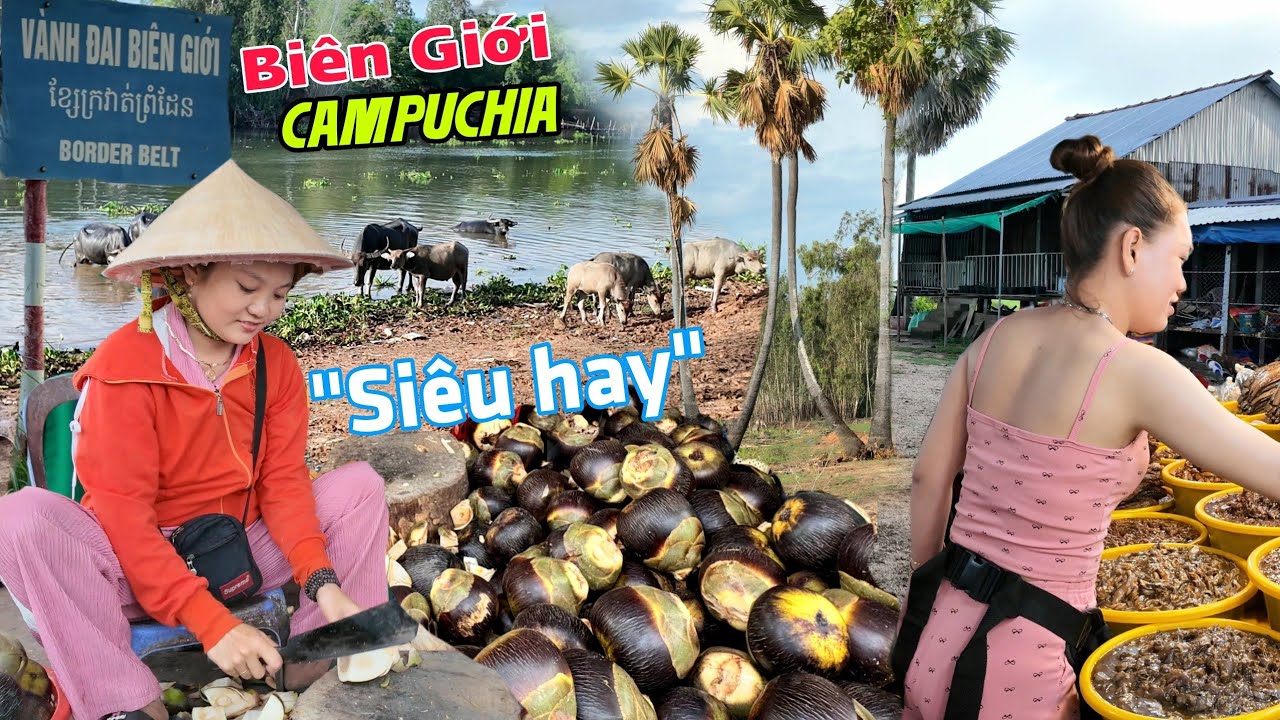 Về biên giới Việt Nam Capuchia gặp cô gái chặt Thốt Nốt 