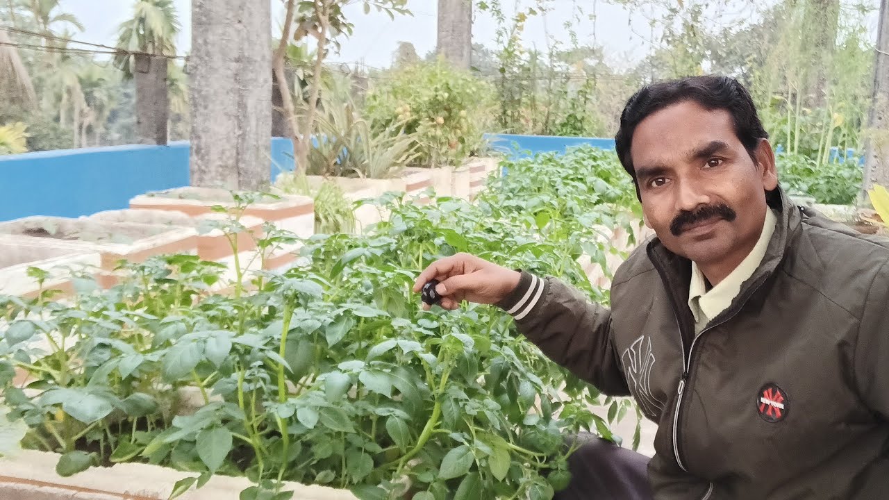 ছাদ বাগানে বিনা খরচে সফল আলু চাষের গোপন রহস্য || জানুন লাইভ ভিডিওতে