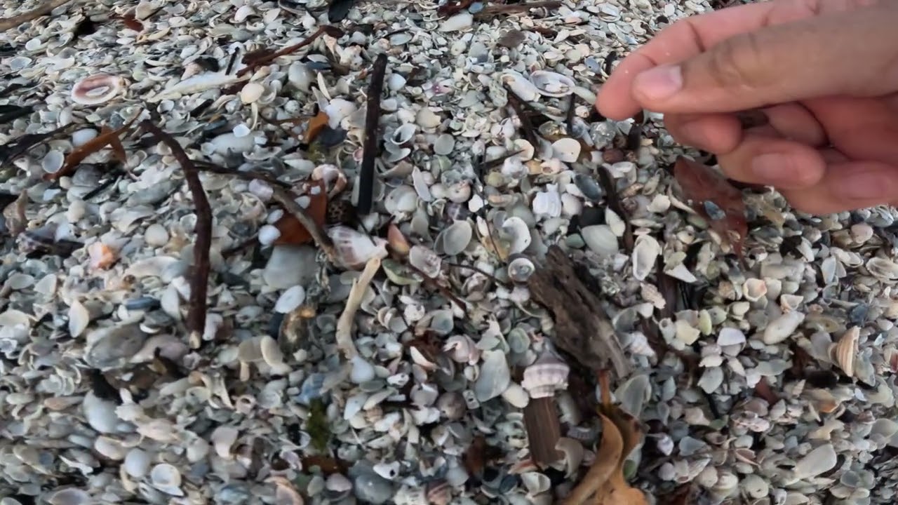 Feb 20, 2026 Banana River FL mini-shelling 01