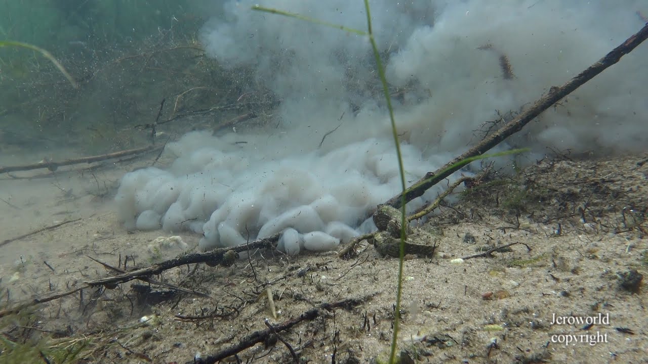 WILDLIFE HOLLAND 5 CODE ROOD (fragment Kraaijenbergse Plassen) 2022 Jeroworld