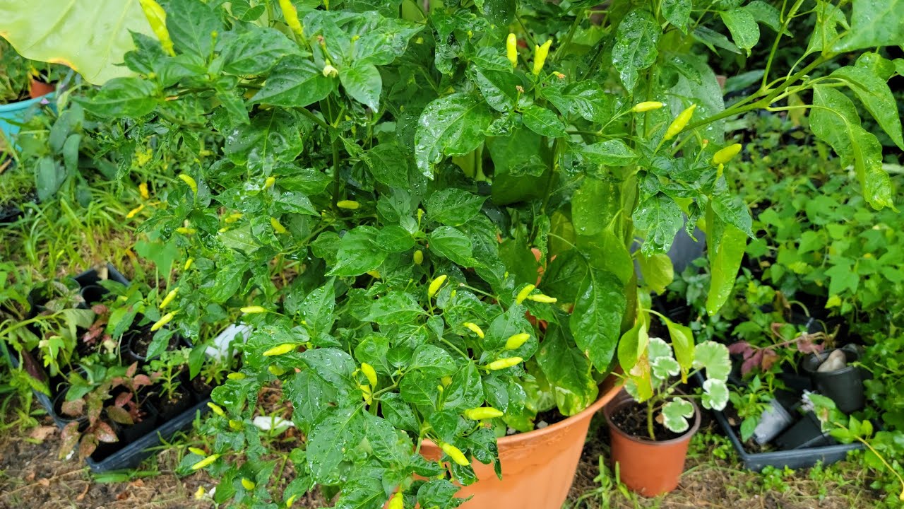 cosecha de chile Tabasco en macetas