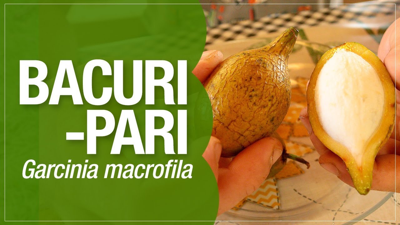 Bacuripari ou Garcinia macrofila: Uma delícia nativa do Brasil