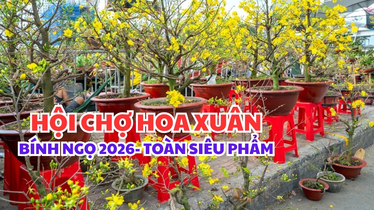HỘI CHỢ HOA XUÂN BÍNH NGỌ 2026, AN LƯƠNG, GIA LAI  - TOÀN CÂY ĐẸP.  #tranvanchanh #tet2026