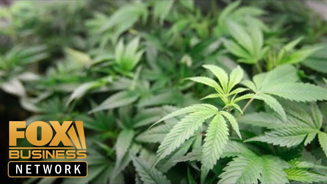 Marijuana taxes too high for California pot growers