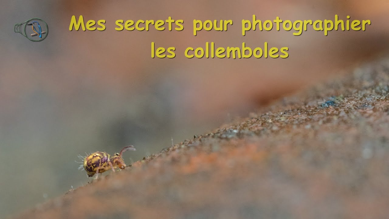 Comment r&eacute;ussir &agrave; photographier des collemboles