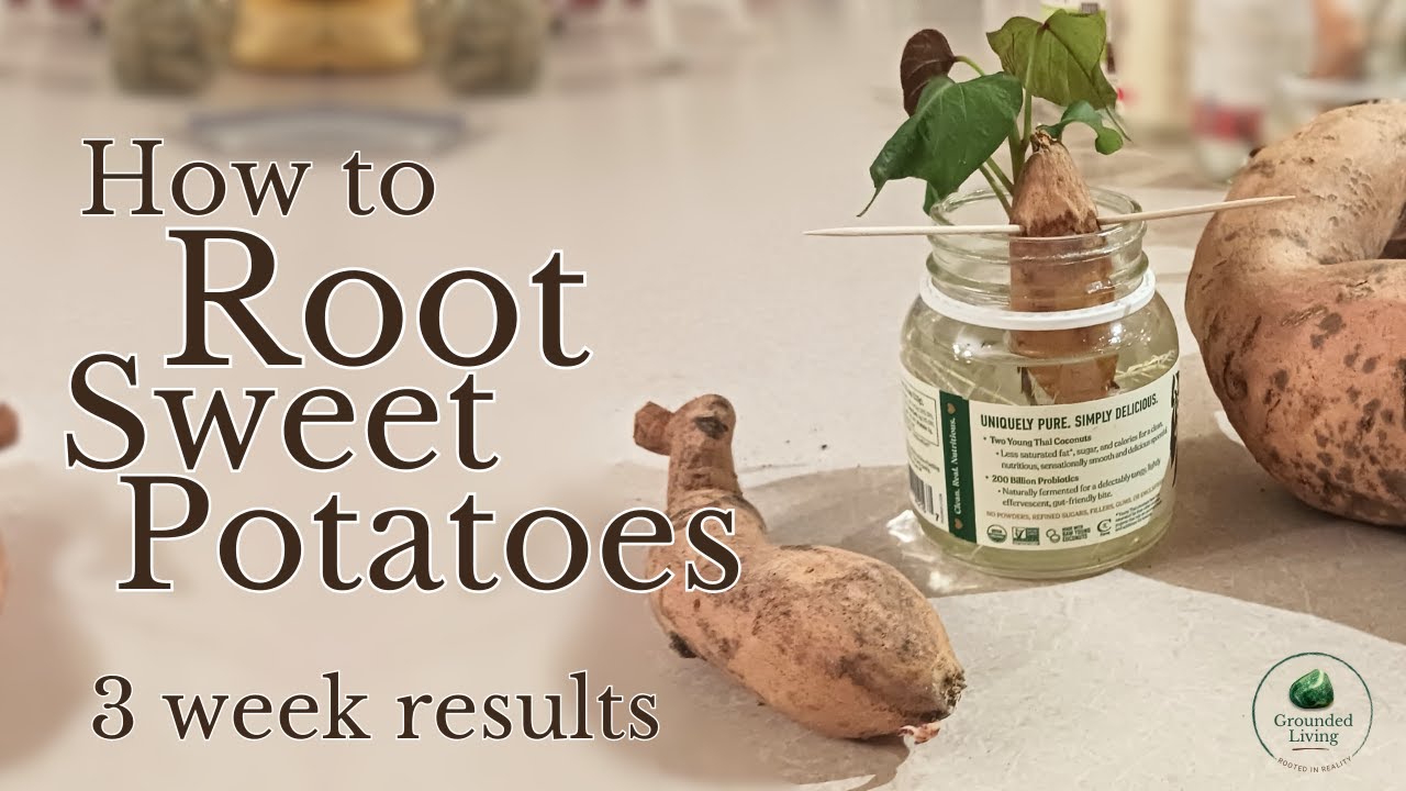 How to Root Sweet Potatoes  — 3 Week Results
