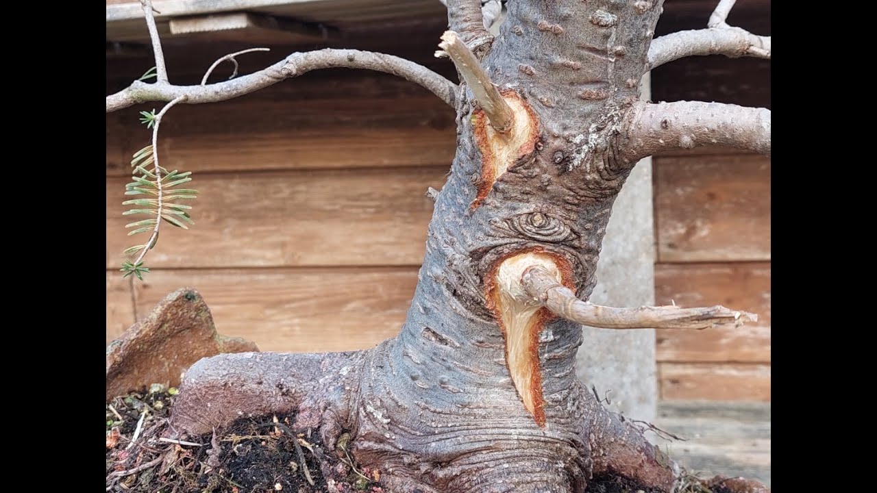 Fir - Abies 3 (bonsai)