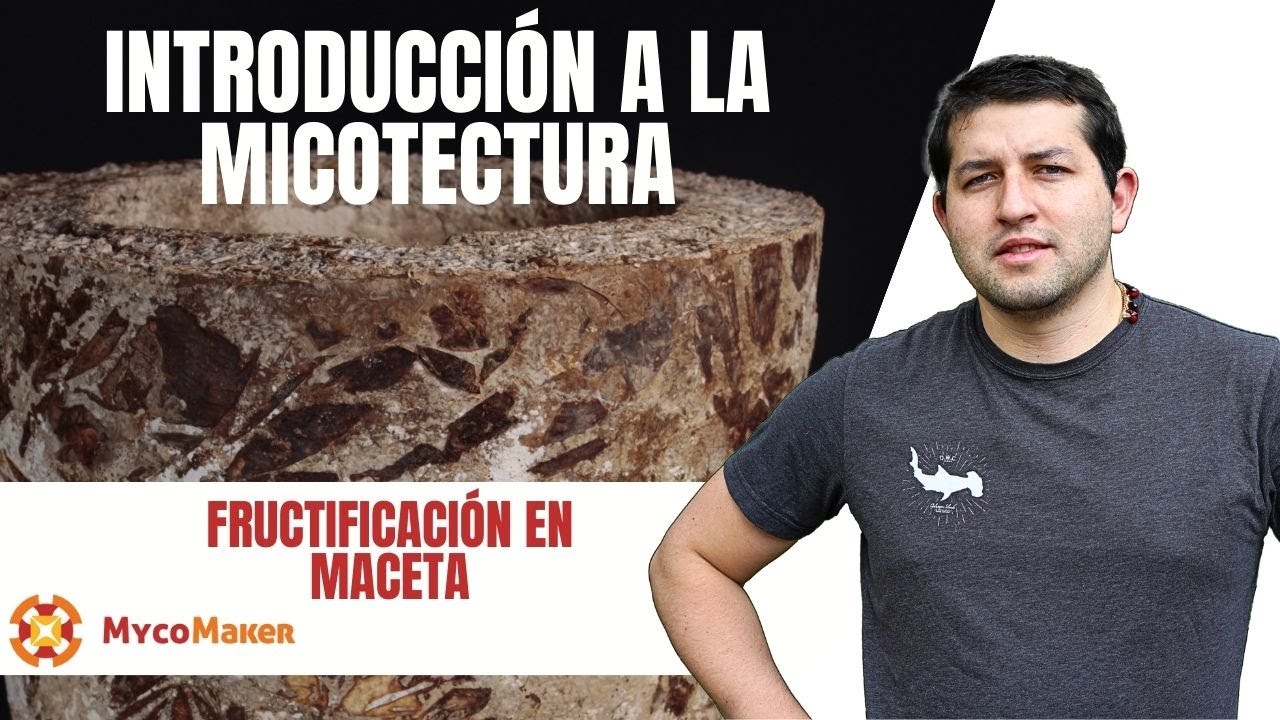 🍄 El Arte de Fructificar: Cómo Convertir tu Maceta de Micelio en una Obra Maestra #fyp #macetas