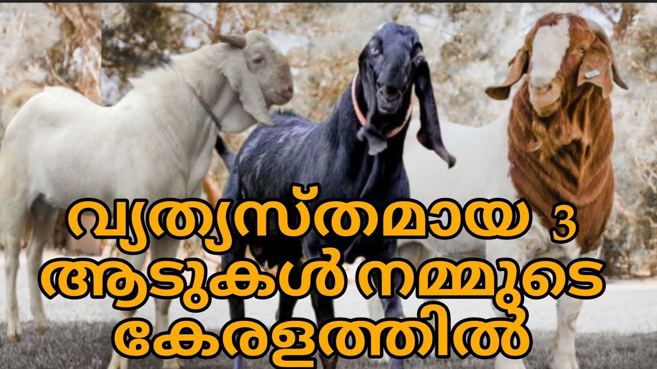 Malabari goat vs beetal goat vs boer goat. Malayalam. Kerala.