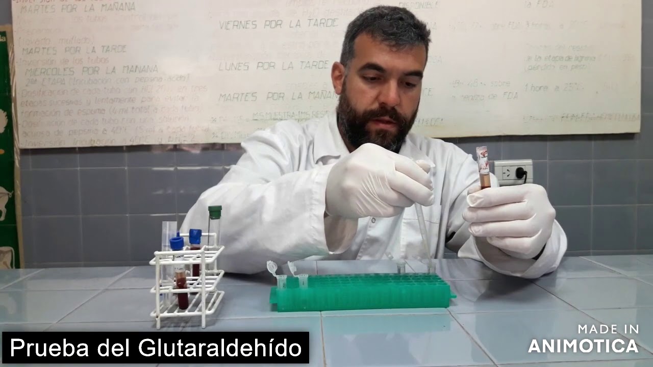 Prueba de Estado Inmunitario ternero- Prueba del Glutaraldehído