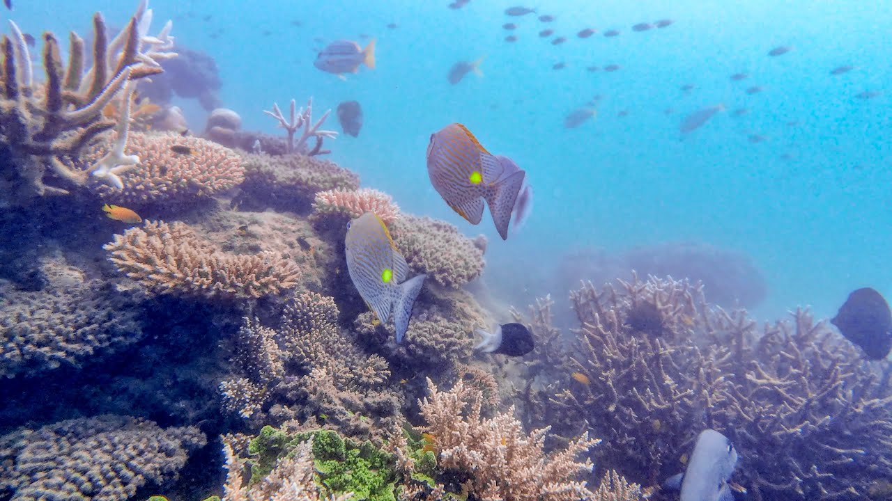 Fitzroy Island: Snorkeling the Great Barrier Reef (From Lisbon!) 🇵🇹✈️