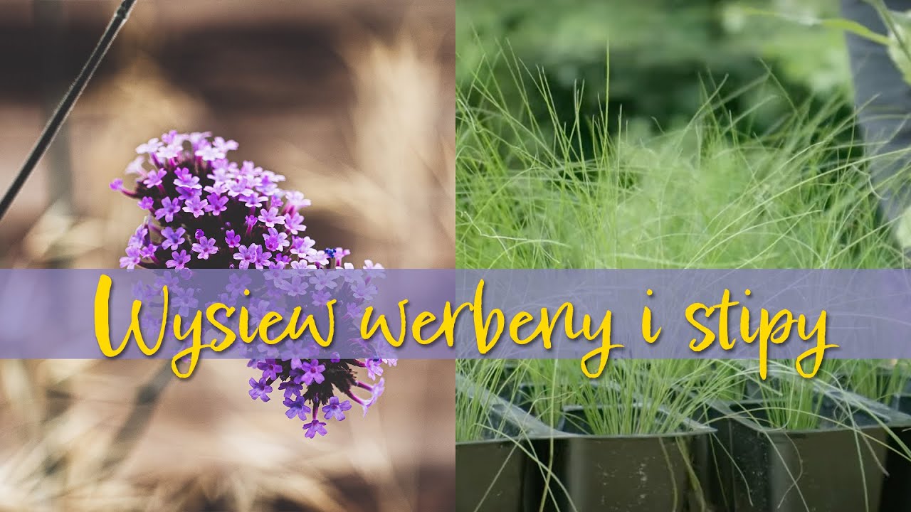 Czas na wysiew werbeny i stipy czyli ostnicy!