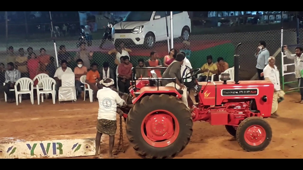 Vijayawada Ongole Bulls Race, Bull Race in Vijayawada, Ongole Bull Race Krishna District, Bulls Race