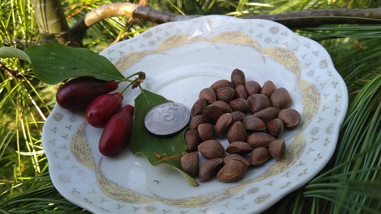 Сосна АРМАНДА: кедровая, Киев, 2019.