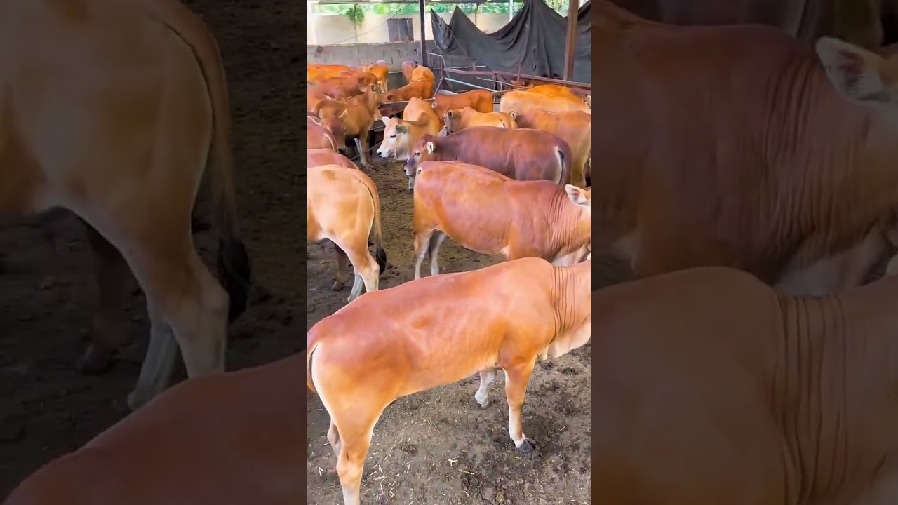 Improved Yellow Calf Farming | Beef Cattle Raising Tips for Beginners#beefcattle #cattlefarming