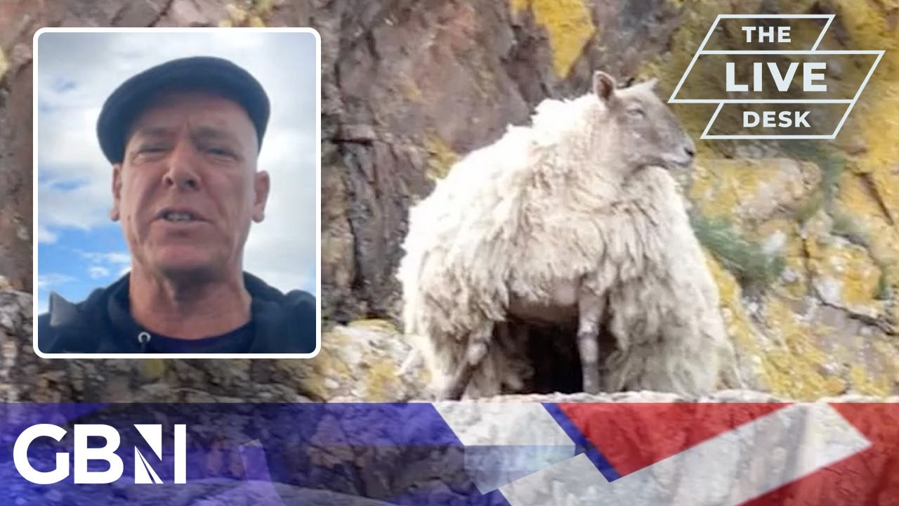 Britain's loneliest sheep to be 'SHEEPWRECKED' for the rest of its life - 'It's a suicide mission!'