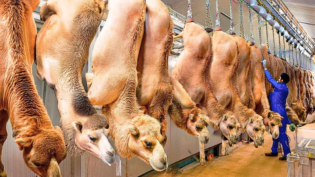 Camel Wool Industry 🦙 | From Farming to High-Quality Fiber Production