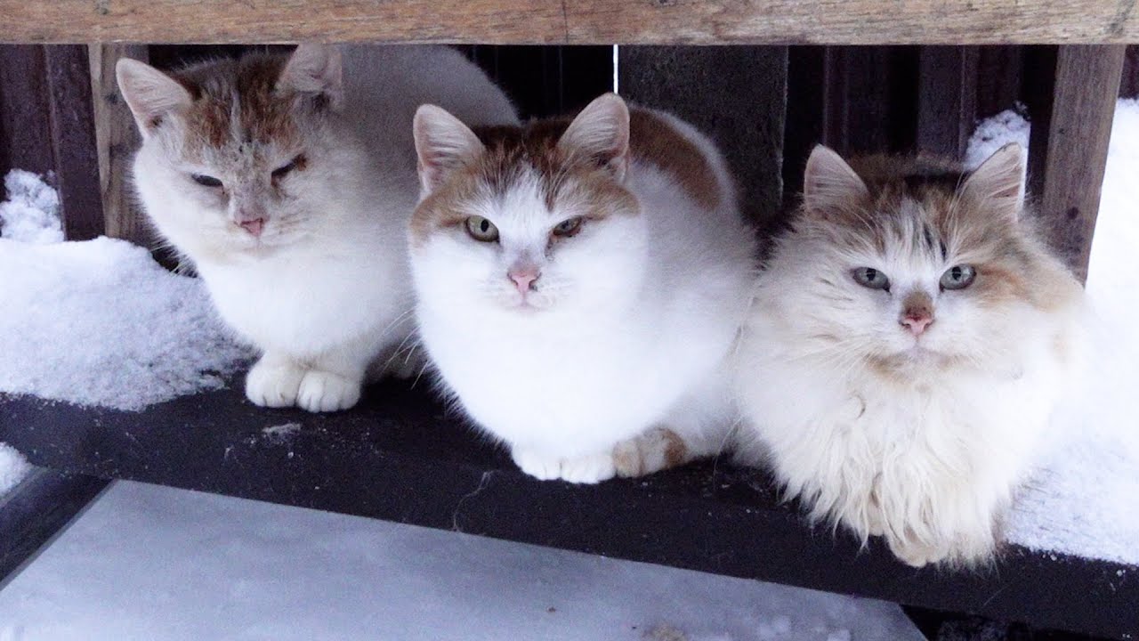Cats are sitting under the table